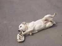 Собака грызущая ботинок от подножки 